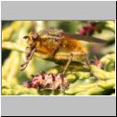 Scatophaga stercoraria - Gelbe Dungfliege 04.jpg